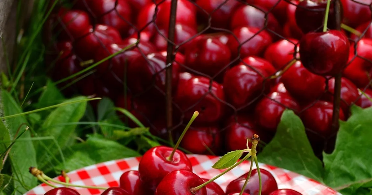 butchart gardens cherry spots