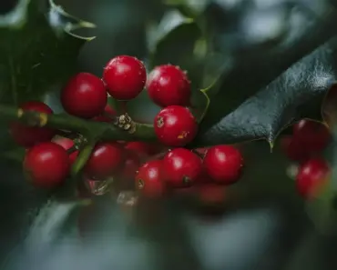 7 Tips to Grow & Care for Inkberry Holly