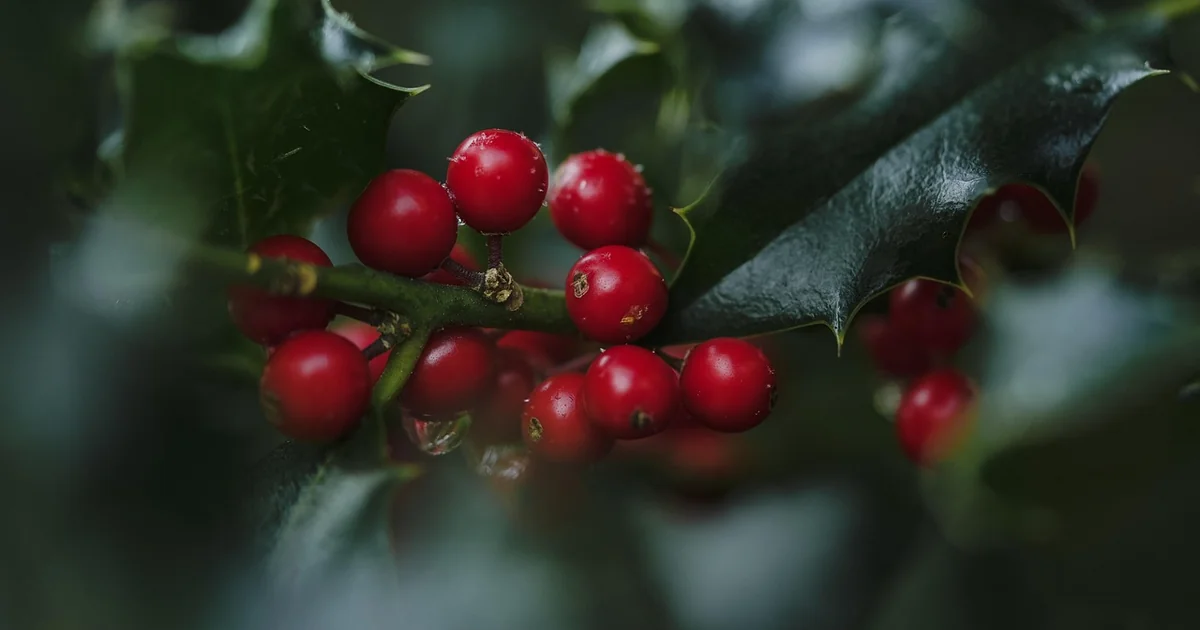 inkberry holly care