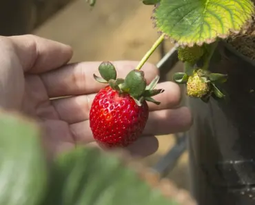Secrets to Growing Strawberries Successfully