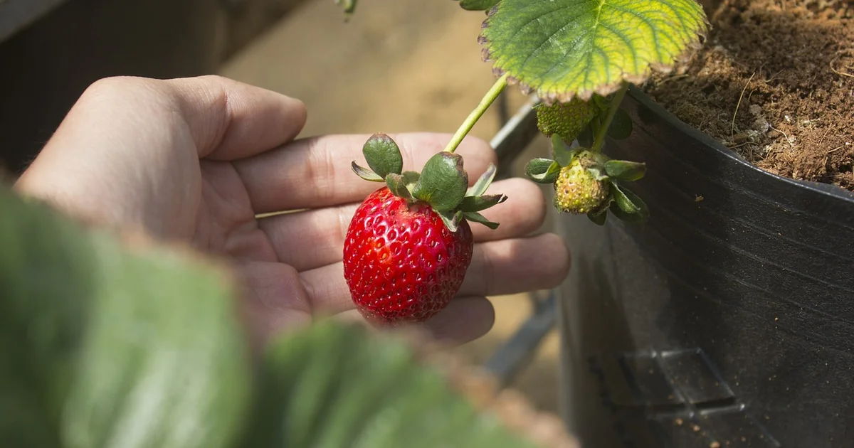 growing strawberries