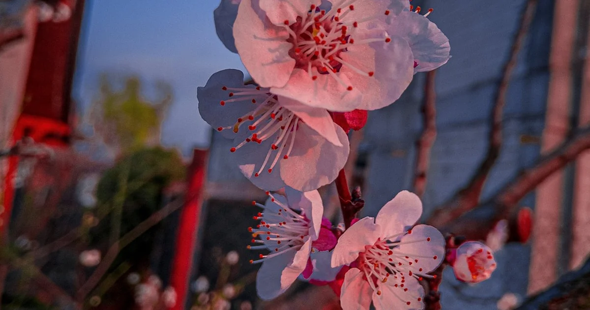 spring garden ideas