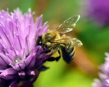 7 Smart Choices for a Four-Season Pollinator Garden
