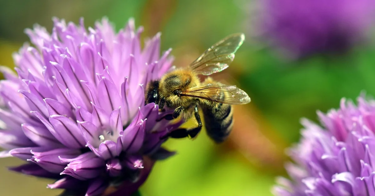 four-season pollinator garden