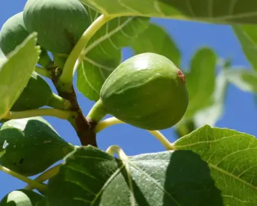 7 Fig Tree Care Tasks for April Spring