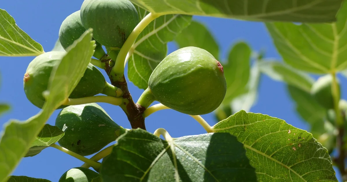 fig tree care