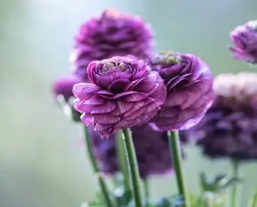7 Secrets to Grow & Care for Ranunculus Flowers 7 Secrets to Grow & Care for Ranunculus Flowers