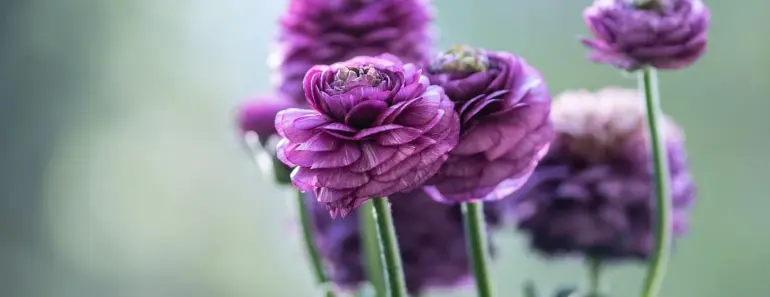 7 Secrets to Grow & Care for Ranunculus Flowers