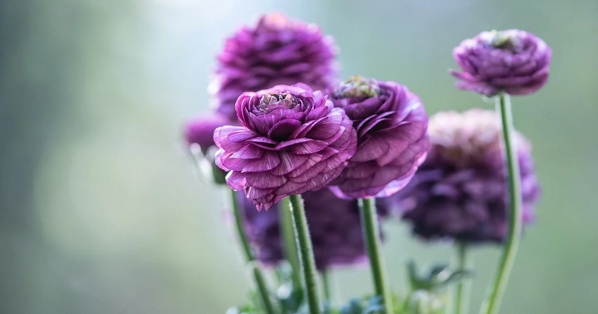 ranunculus care