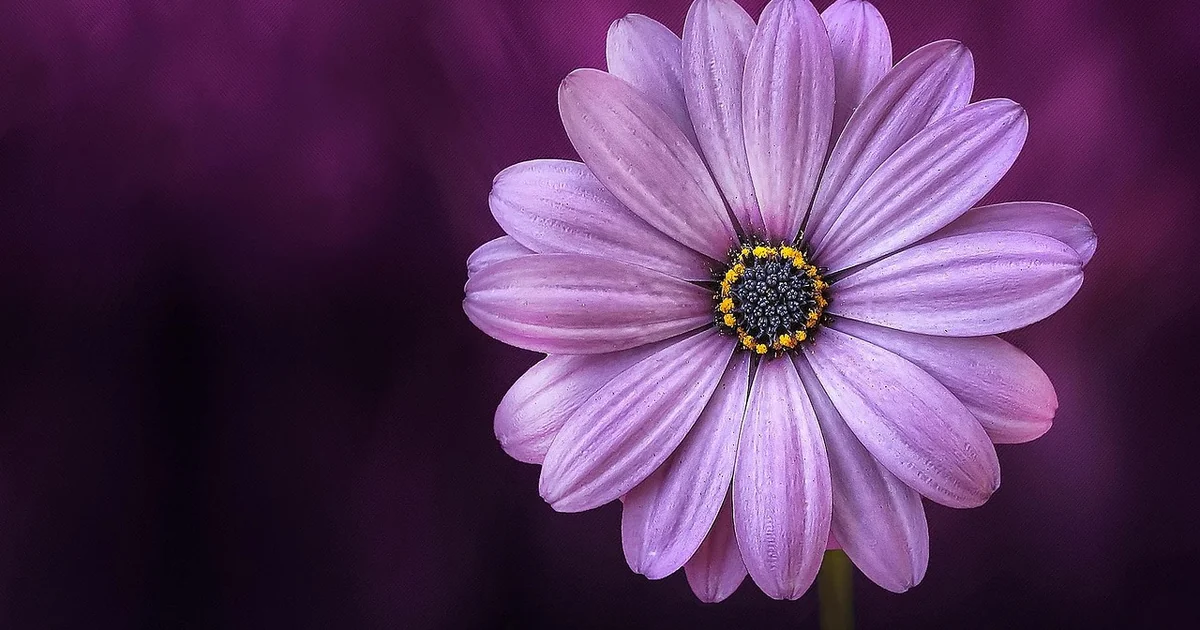 7 Best Patio Plants for Pots That Flower Year After Year