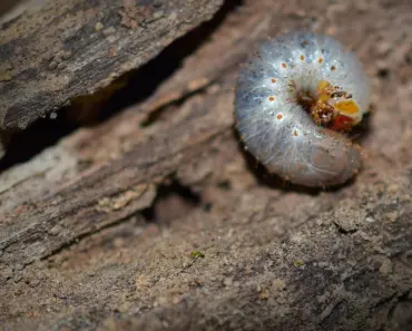 Experts Say: 5 Ways to Stop Lawn Grubs Before They Destroy Grass Experts Say: 5 Ways to Stop Lawn Grubs Before They Destroy Grass