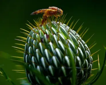 5 Plants That Keep Flies Away Naturally