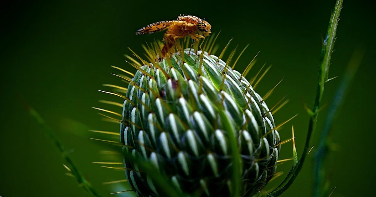 fly repelling plants
