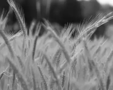 7 Ancient Grain Plants to Add Color to Borders 7 Ancient Grain Plants to Add Color to Borders