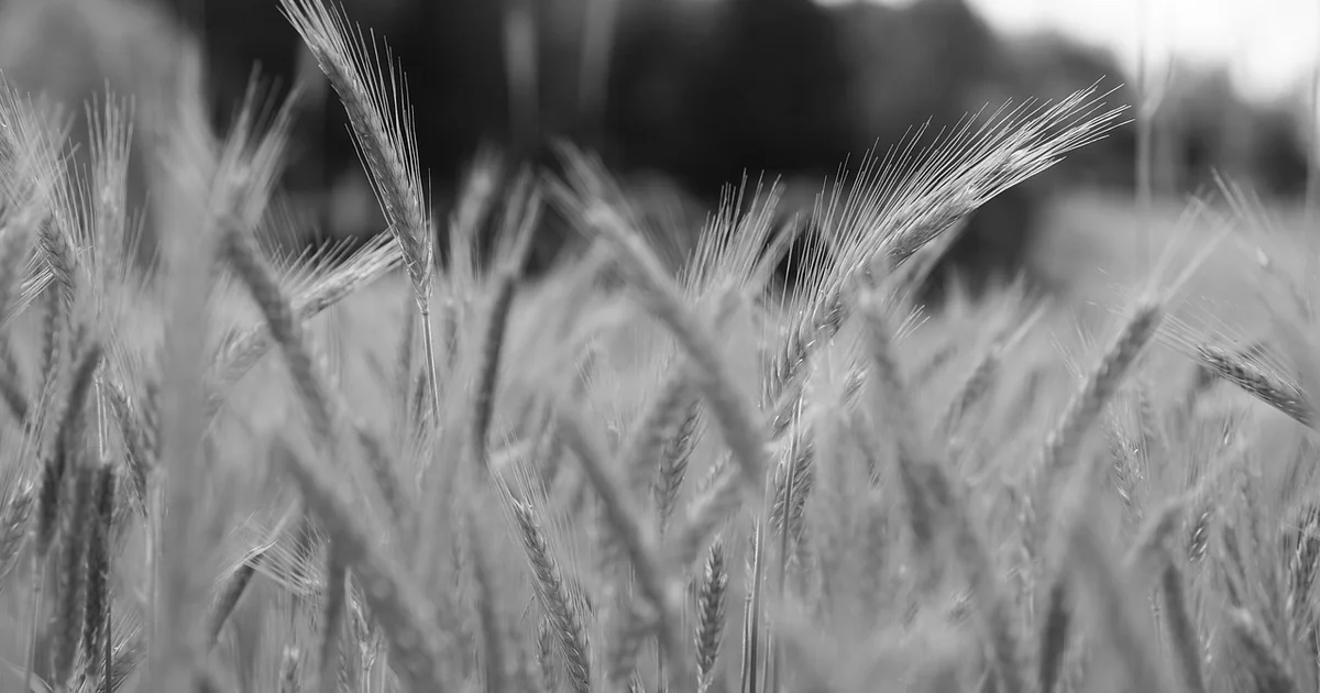 ancient grain plants
