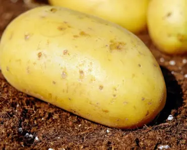 5 Secrets to Get Biggest Sweet Potato Crop 5 Secrets to Get Biggest Sweet Potato Crop