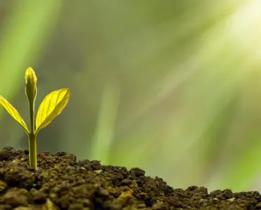 Succession Planting: 7 Ways to Stagger Sowing for Harvest