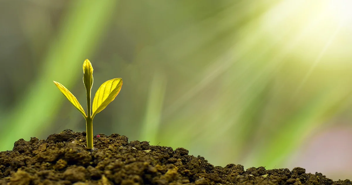 succession planting