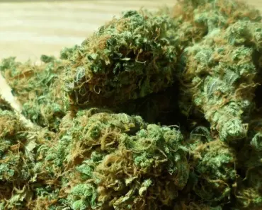 5 Illegal Plants to Know Before You Grow