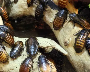 7 Proven Ways to Get Rid of Roaches in Apartments