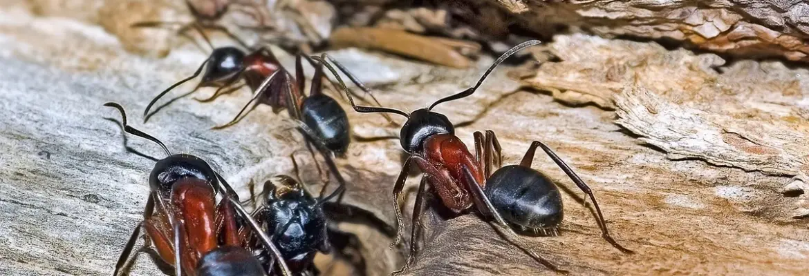 5 Steps to Identify & Control Carpenter Ants With Wings