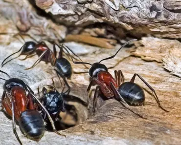 5 Steps to Identify & Control Carpenter Ants With Wings