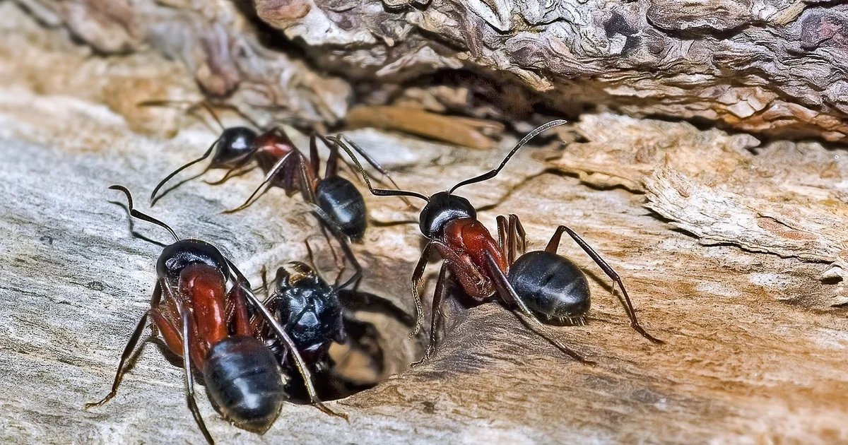 winged carpenter ants