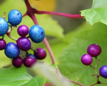 7 Tips to Grow a Perennial Garden in Pots & Containers