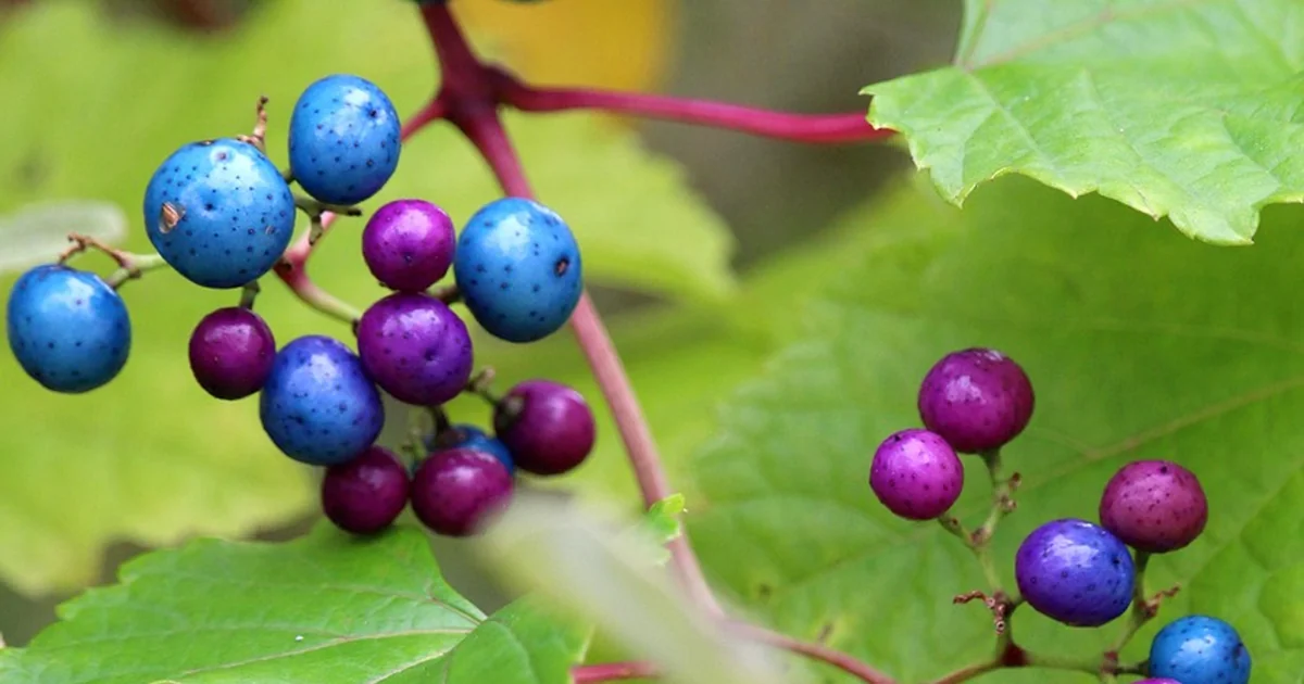 perennial container garden