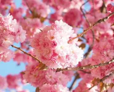 5 Japanese Gardening Tools to Simplify Your Life