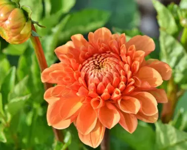 5 Dahlia Fertilizer Secrets for Giant Blooms