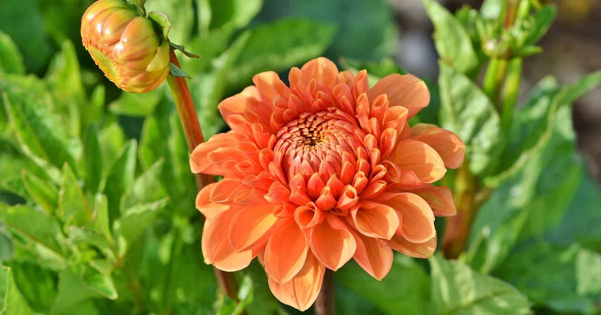 dahlia fertilizer secrets