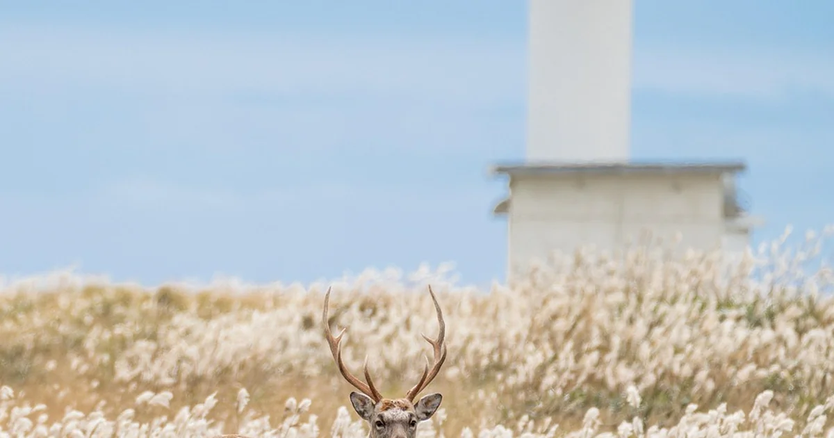 deer resistant spring plants