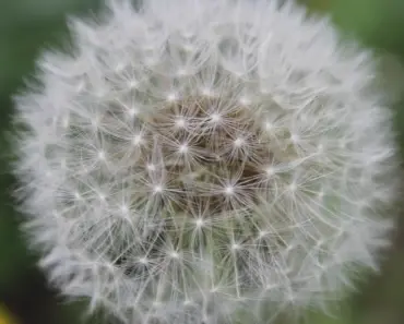 9 Flower Seeds to Plant in May for Summer Blooms
