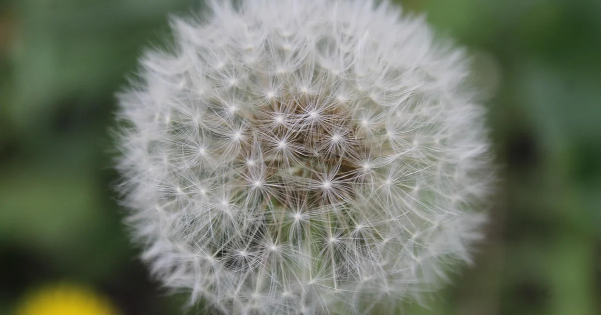flower seeds may