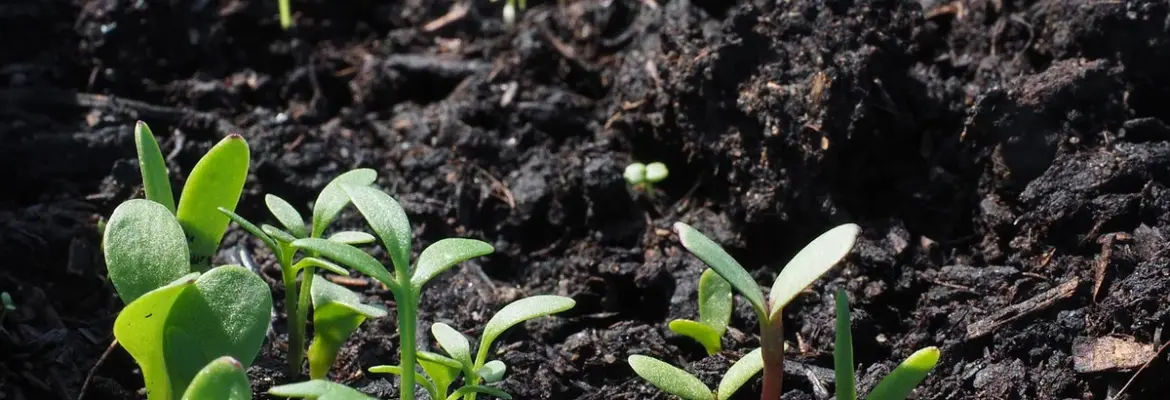 5 Ultimate Succession Sowing Tips for Blooms