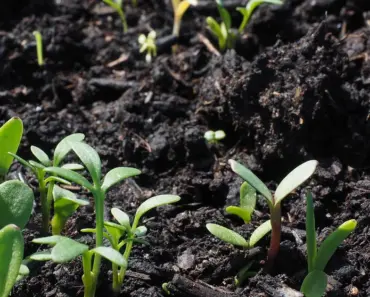 5 Ultimate Succession Sowing Tips for Blooms