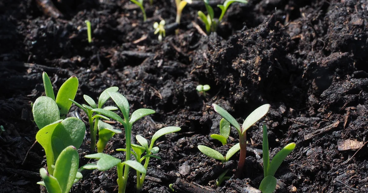 succession sowing flowers