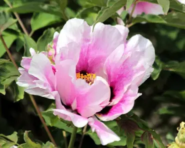 5 Reasons Peonies Not Blooming? Get More Blooms Now 5 Reasons Peonies Not Blooming? Get More Blooms Now