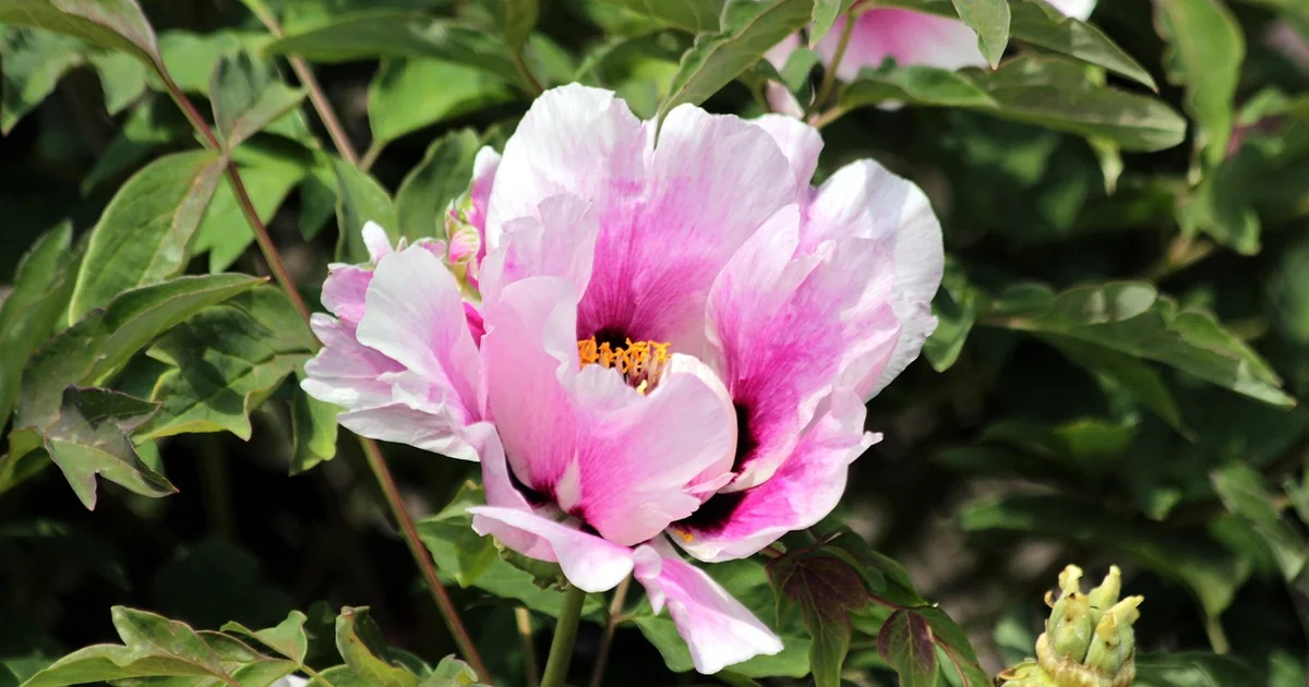 peonies not blooming