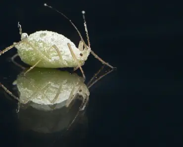 7 Plants That Keep Aphids Away All Summer, Garden Pros Say