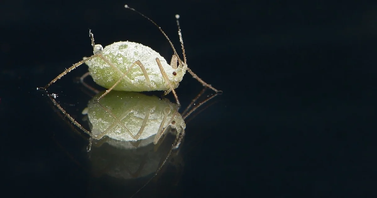 plants that repel aphids