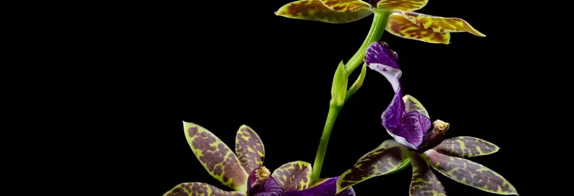Say Hello to Your Birth Month Orchid: 5 Meanings