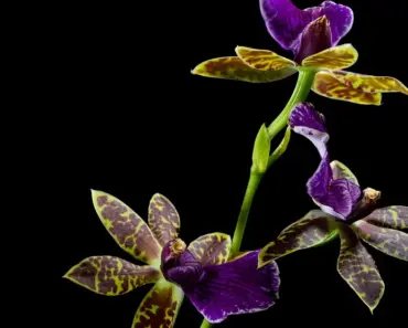 Say Hello to Your Birth Month Orchid: 5 Meanings Say Hello to Your Birth Month Orchid: 5 Meanings