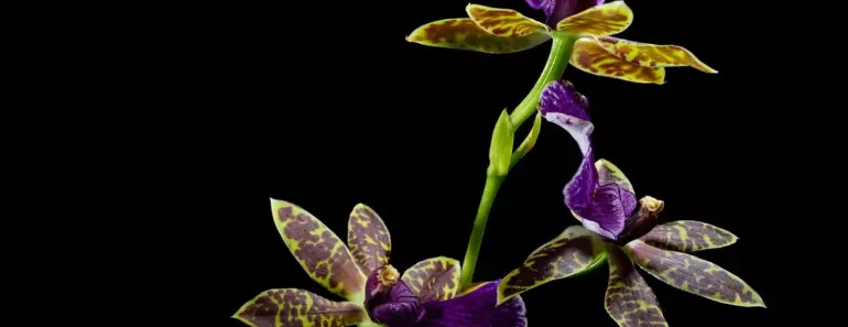 Say Hello to Your Birth Month Orchid: 5 Meanings