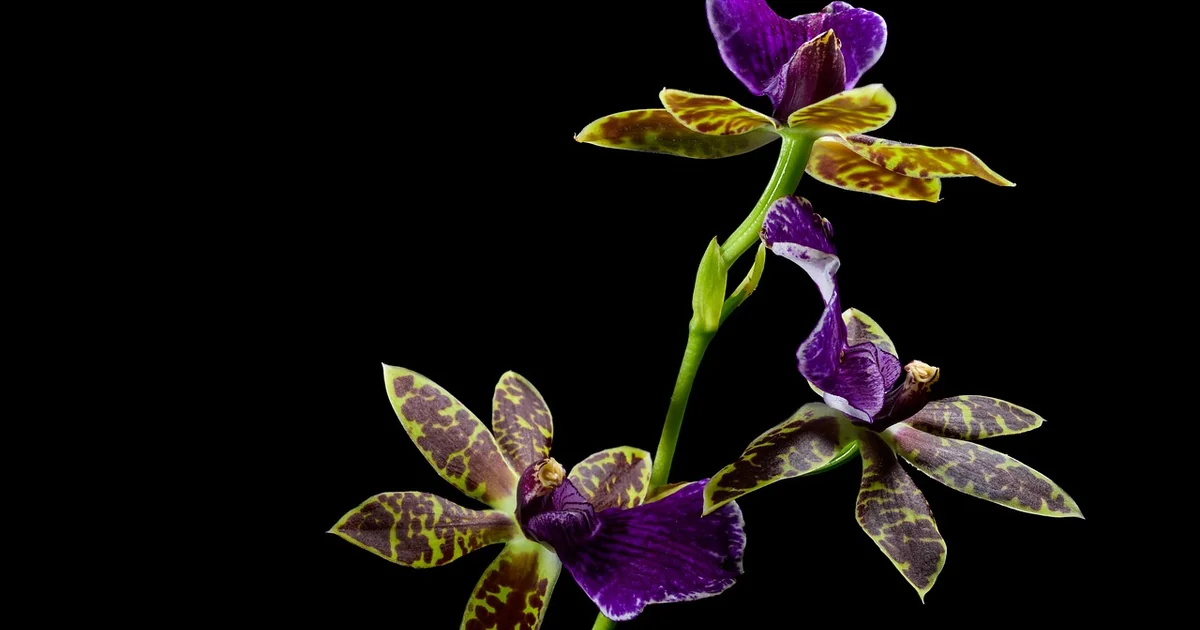 birth month orchid