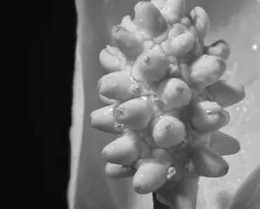 7 Reasons Your Peace Lily Leaves Are Turning Black 7 Reasons Your Peace Lily Leaves Are Turning Black