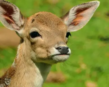 5 Deer-Resistant Plants for Katherine’s Spring