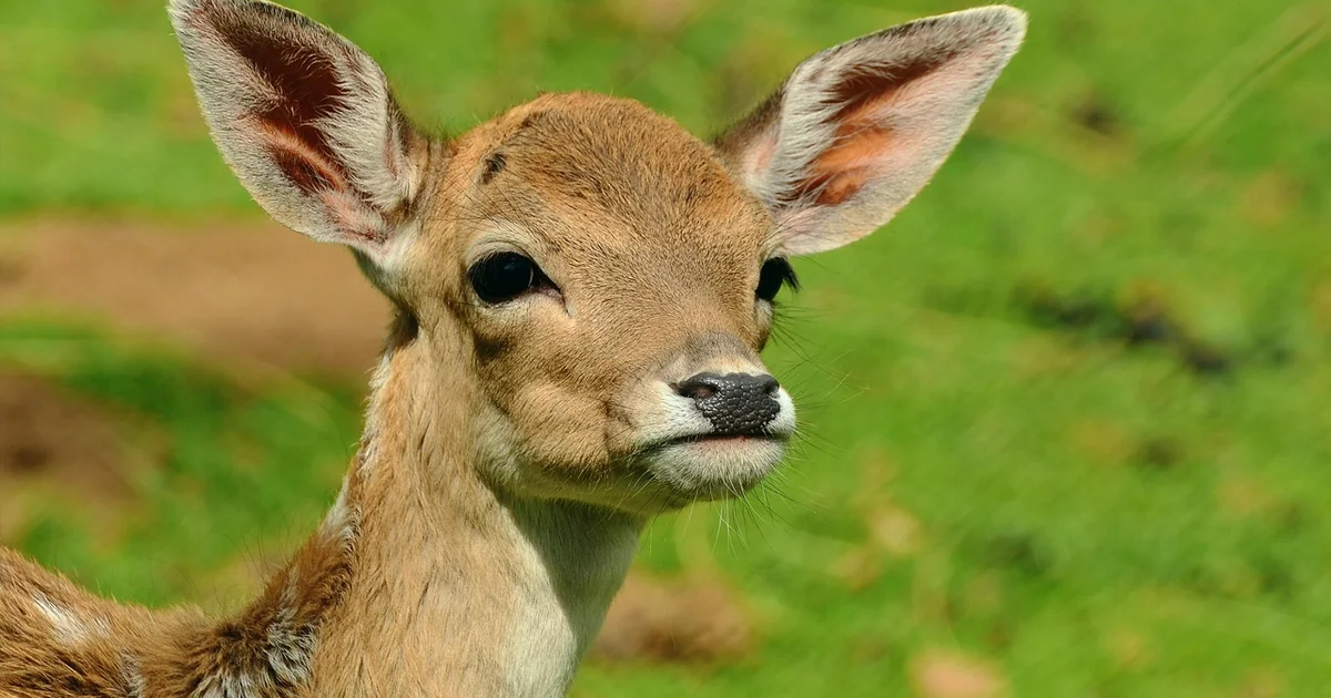 deer resistant spring plants