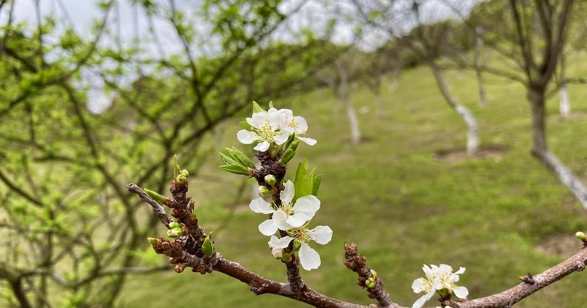 7 Simple Spring Secrets for Lee’s New York Garden